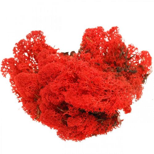 Floristik24 Deco moss red reindeer moss for handicrafts 400g