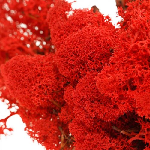 Product Deco moss red reindeer moss for handicrafts 400g