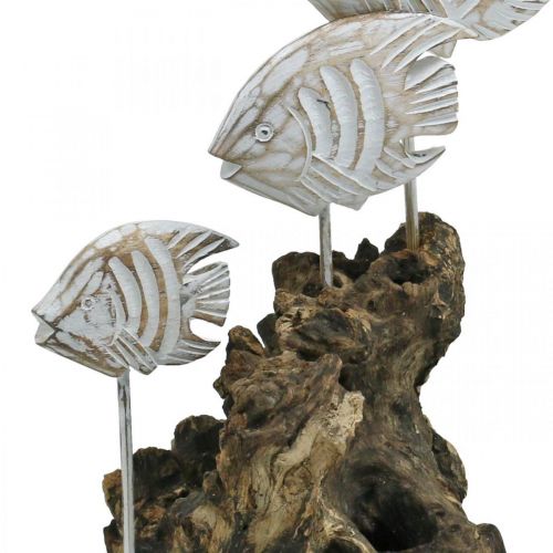 Floristik24 Decorative fish on the root Maritime decoration washed white H33cm