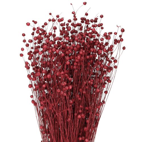 Floristik24 Flax Bordeaux Red Dried Decoration Dried Flowers L55cm 80g