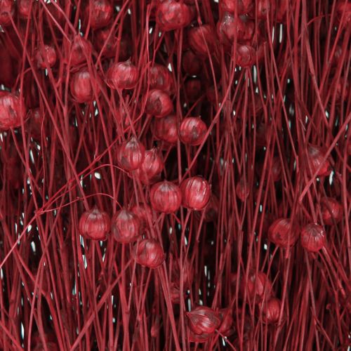 Floristik24 Flax Bordeaux Red Dried Decoration Dried Flowers L55cm 80g