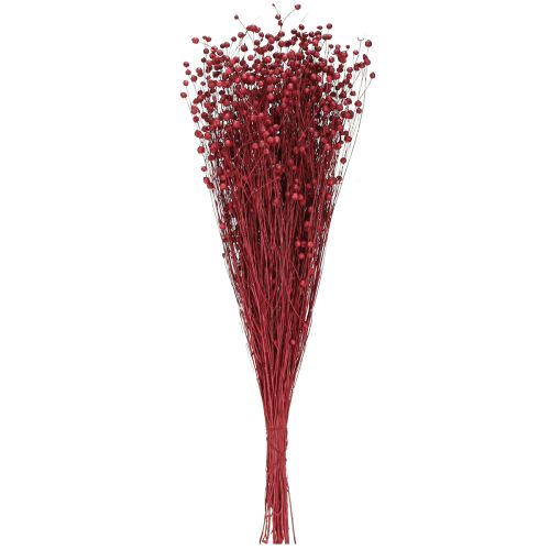Floristik24 Flax Bordeaux Red Dried Decoration Dried Flowers L55cm 80g