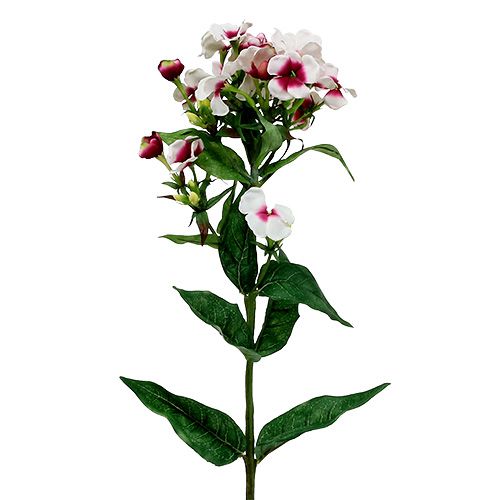 Flame flower white 72cm