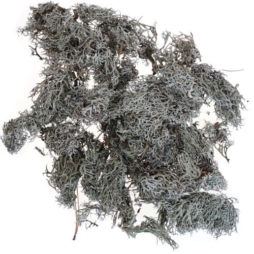 Product Lichen lichen moss tree moss decorative moss natural 1kg