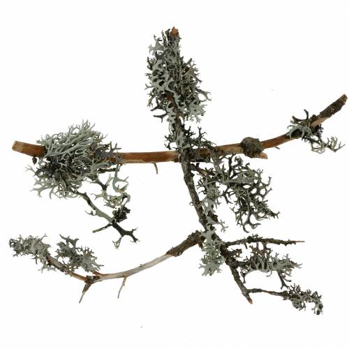 Floristik24 Lichen moss gray moss with branches 750g