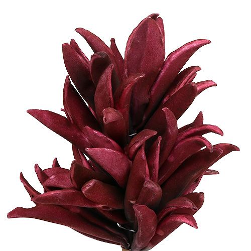 Floristik24 Foam flower Bordeaux 14cm L66cm