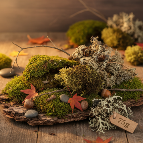 Product Decorative moss for crafting, mixed green and light green natural moss, 75g