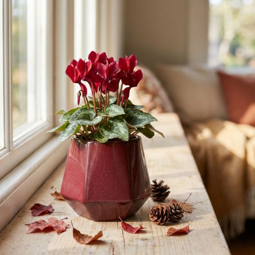 Flower Pot Ceramic Planter Red Hexagonal Ø10cm H9cm | Floristik24.ie