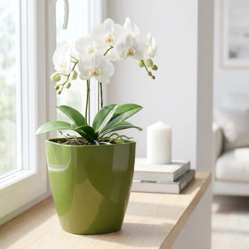 Orchid pot glossy Ø12.5cm olive green 1 pc | Floristik24.ie