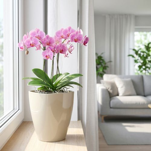 Orchid pot glossy Ø12.5cm sand 1 pc | Floristik24.ie