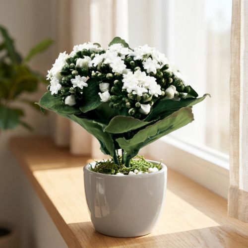 Artificial Kalanchoe Flaming Käthchen White 24cm | Floristik24.ie