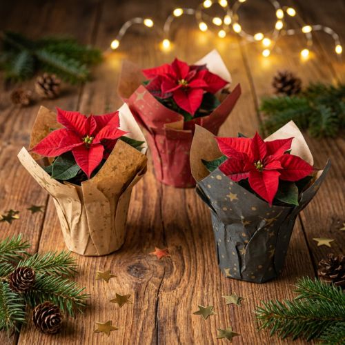Planter Paper Stars Red/Anthracite/Natural Ø4.5cm H6cm 9 pcs | Floristik24.ie