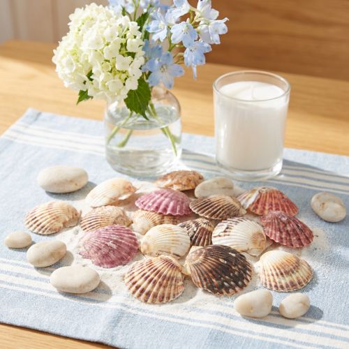 Empty cockles in natural shell
