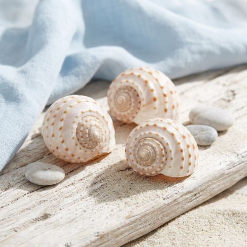 Mussel Tonna Tessalata 7 pcs | Floristik24.ie