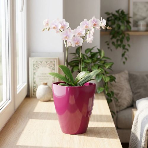 Orchid pot glossy Ø12.5cm cherry 1 pc | Floristik24.ie