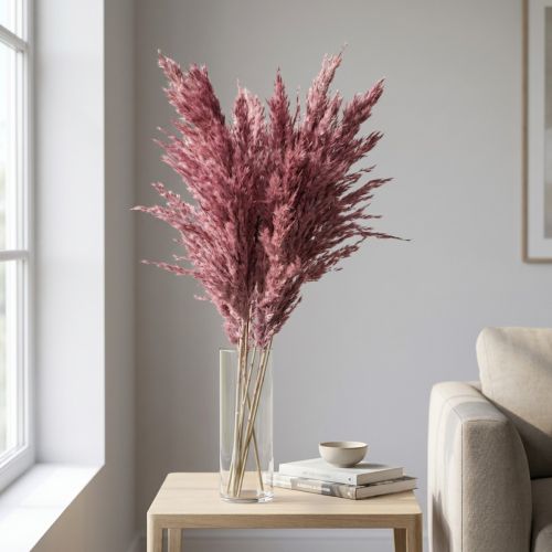 Dried reed grass, dried decorative grass, antique rose, 75cm, 10 pieces | Floristik24.ie
