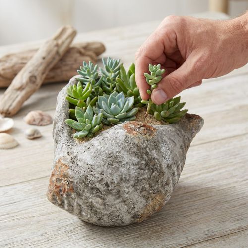 Flowerpot shell stone antique