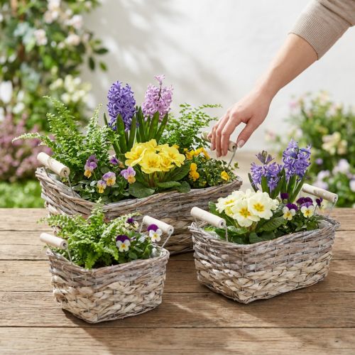 Plant basket with handles, square basket bowl, natural planter for planting shabby chic washed white L30/25.5/21 cm H12/11/10 cm set of 3 | Floristik24.ie