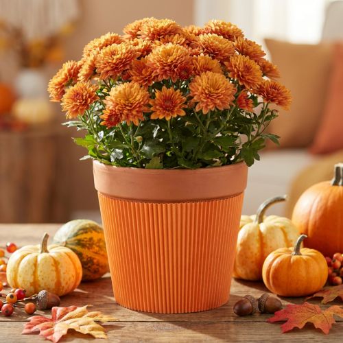 Pleated cuffs for flower pots orange 14.5cm 100 pcs | Floristik24.ie