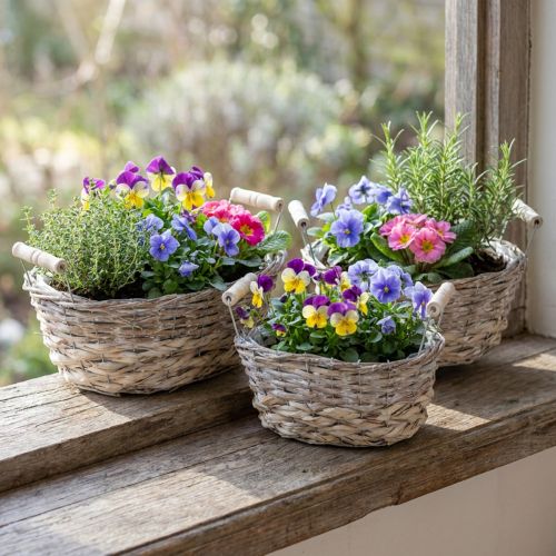 Product Natural basket for planting, basket with handles, planter shabby chic white washed L31/27.5/24cm H12/11.5/10cm set of 3
