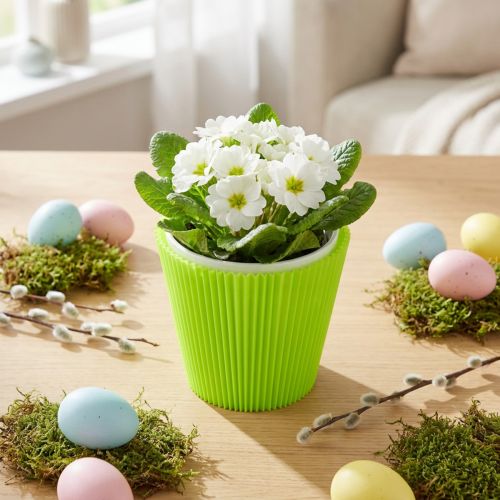 Pleated cuffs light green 10.5cm 100 pcs | Floristik24.ie