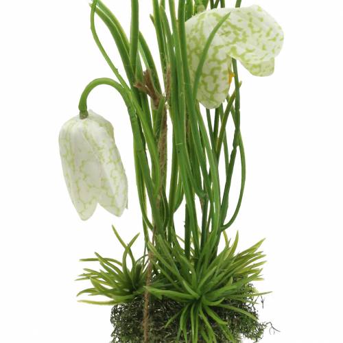 Floristik24 Fritilaria in the eggshell to hang artificially green, white 25cm