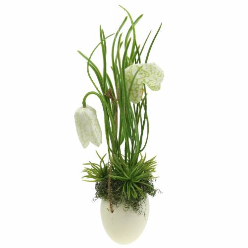 Floristik24 Fritilaria in the eggshell to hang artificially green, white 25cm