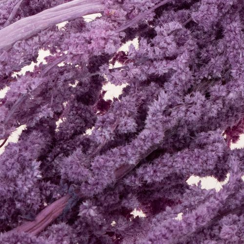 Product Foxtail dried flowers, dyed, for modern home decoration, 100cm, 5 pieces