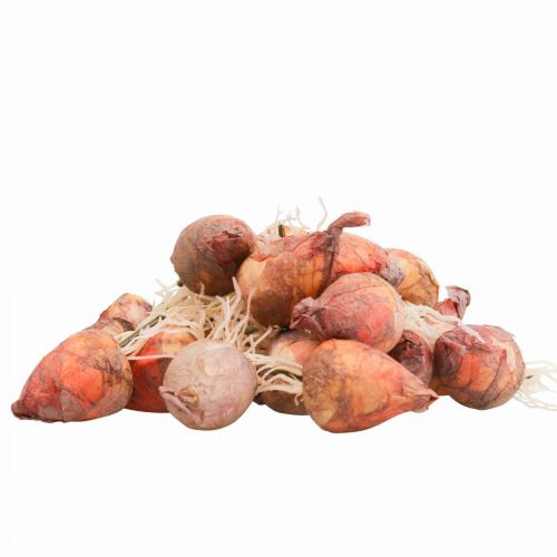 Product Vegetable decoration mini beets artificial Ø2.5cm H3.5cm 24 pcs