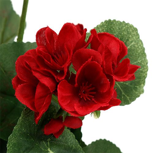 Floristik24 Geranium bush red 36cm