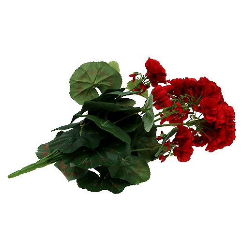 Floristik24 Geranium bush red 36cm