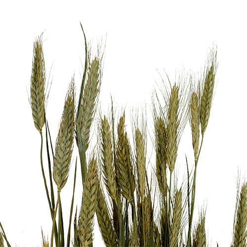 Product Barley grain decoration dry decoration natural 80cm bunch 1 piece