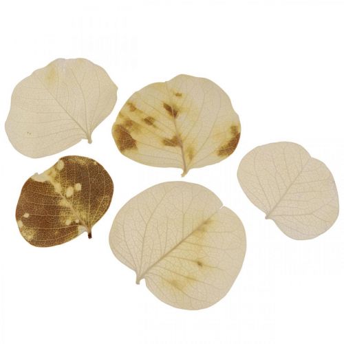 Product Dried Leaves Decoration Moneta Dry Floristry Cream 100g