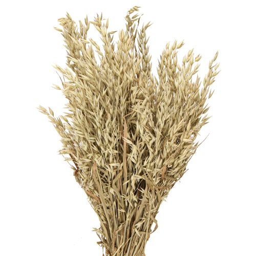Floristik24 Dried oats decorative oat bunch natural decoration bunch 60cm 200g