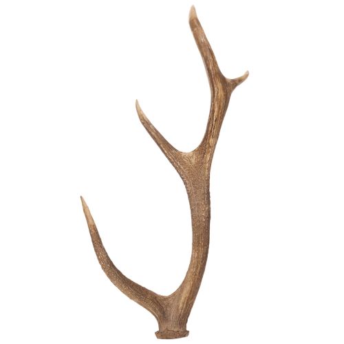Decorative artificial antlers, rustic cabin decoration, 50cm buy online | Floristik24.ie
