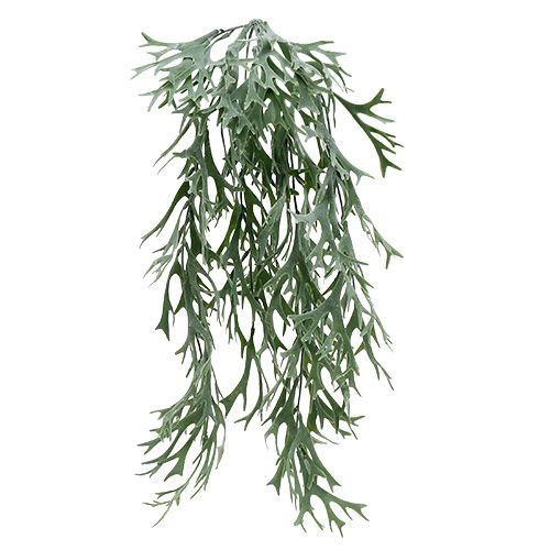Floristik24 Antler fern gray-green 60cm