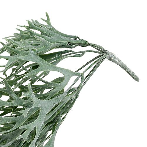Floristik24 Antler fern gray-green 60cm