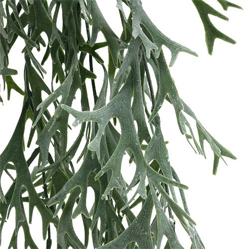 Floristik24 Antler fern gray-green 60cm