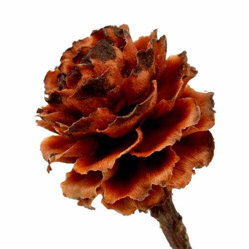 Product Glabrum Leucospermum Dried Flowers 25-40cm 25 pcs
