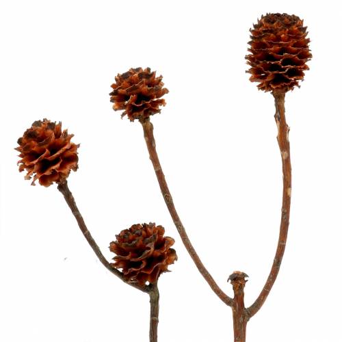 Glabrum Leucospermum Dried Flowers 25-40cm 25 pcs