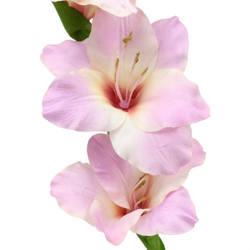 Floristik24 Gladiolus cream-purple 86cm