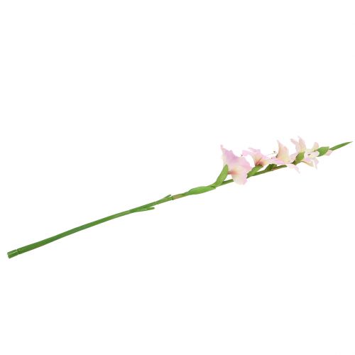 Floristik24 Gladiolus cream-purple 86cm