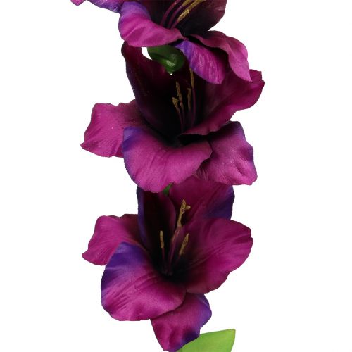 Floristik24 Gladiolus dark purple 86cm