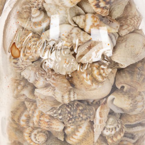 Glass bottle decoration with shells and pendant, maritime table decoration, 17cm, 2 pieces | Floristik24.ie