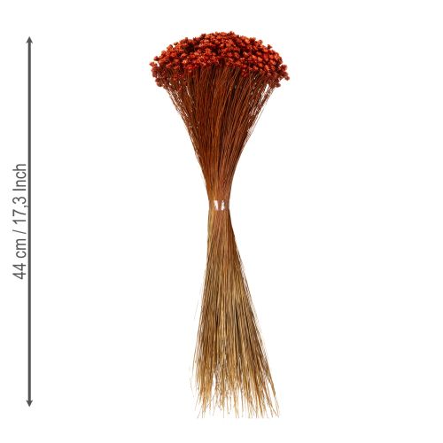 Product Dried flower bouquet, a charming addition to vases or arrangements, 44cm