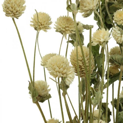 Floristik24 Dried Flower, Globe Amaranth, Gomphrena Globosa White L49cm 45g