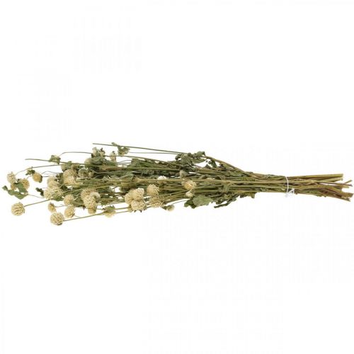 Floristik24 Dried Flower, Globe Amaranth, Gomphrena Globosa White L49cm 45g