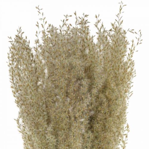 Floristik24 Dried grass ornamental grass for dry floristic decoration nature H55cm