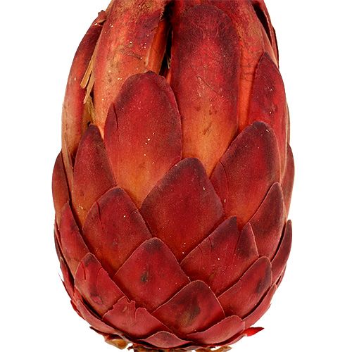 Product Grandiceps red 25 pcs