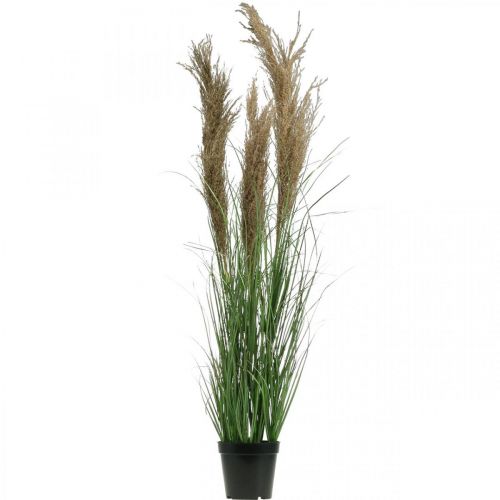Floristik24 Artificial sedge in a pot with dry flowers green, brown 98cm